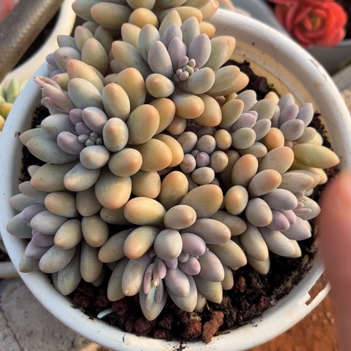 粉色恋人多肉植物