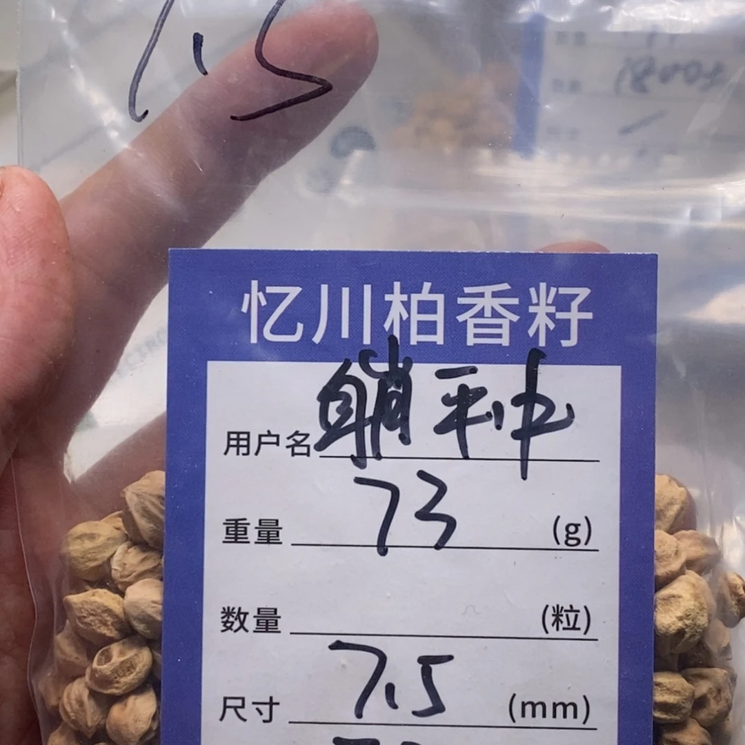 柏香籽/百香籽吊坠躺*中