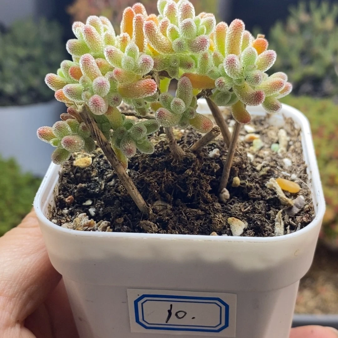 完全开放10号冰晶枝干