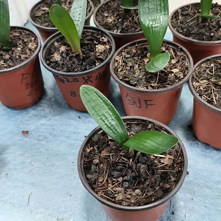 用***5完全开放李玉德君子兰