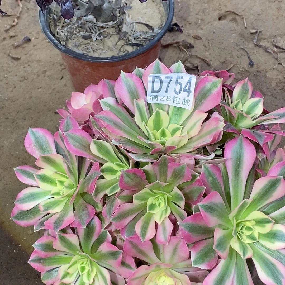 754粉女巫多肉植物无售后