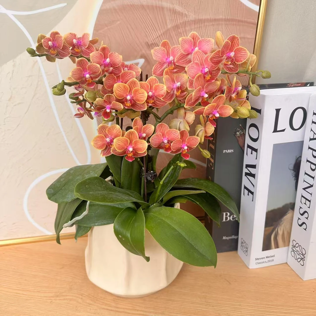 蝴蝶兰【金边番茄】年销花爆品高端爱马仕橙色系