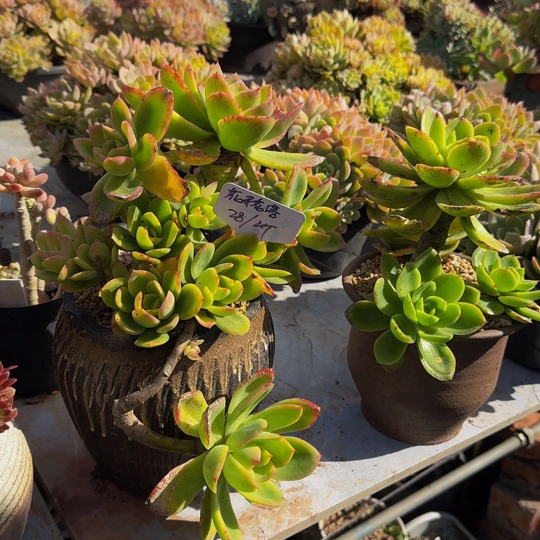 金辉福利28米两颗