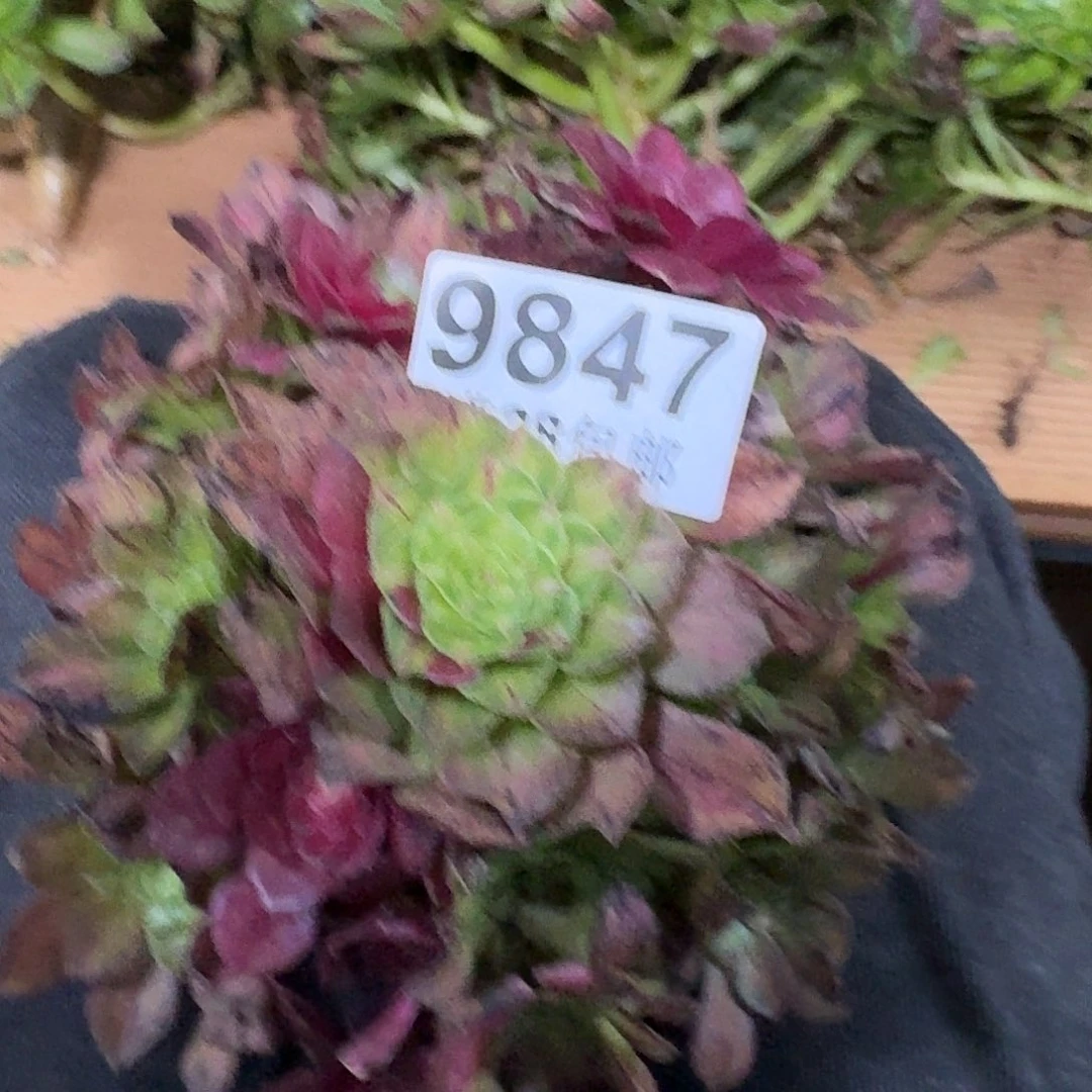 847 知否多肉法师植物无根