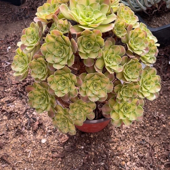 19号韶华多肉植物