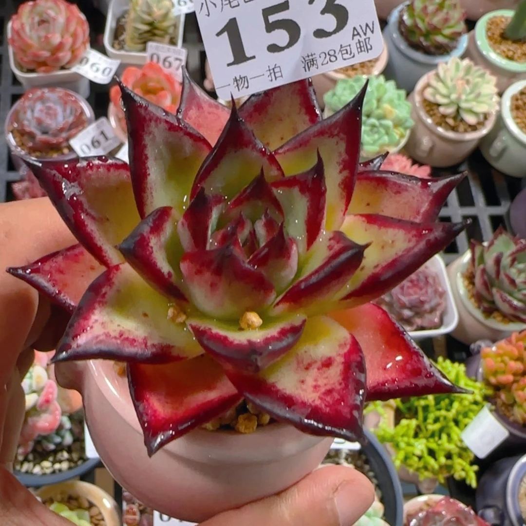 AW小尾巴5CM迷你拇指盆栽精控多肉153