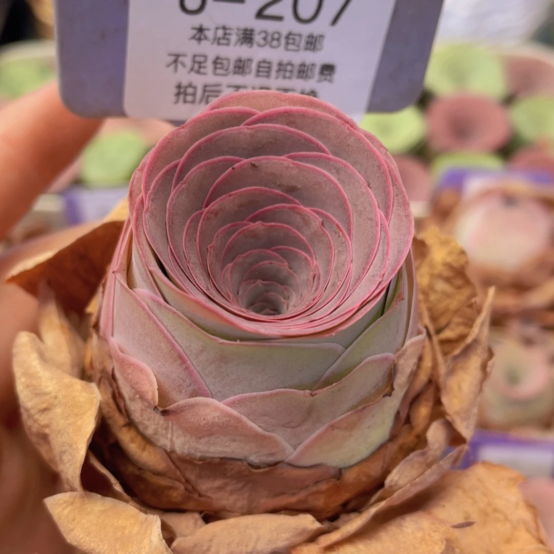 山地玫瑰J207裸根发货不售后