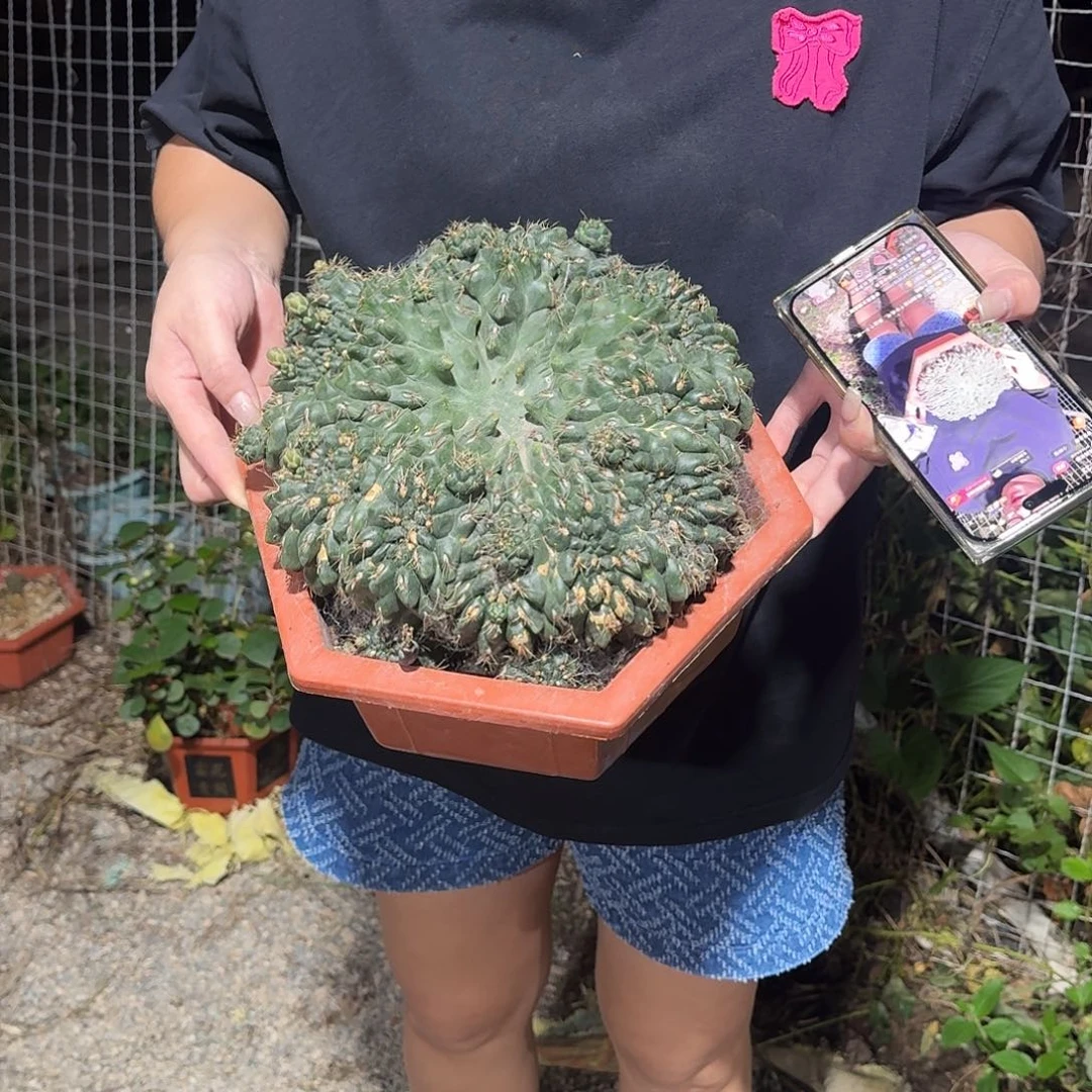 绯花玉缀化仙人球