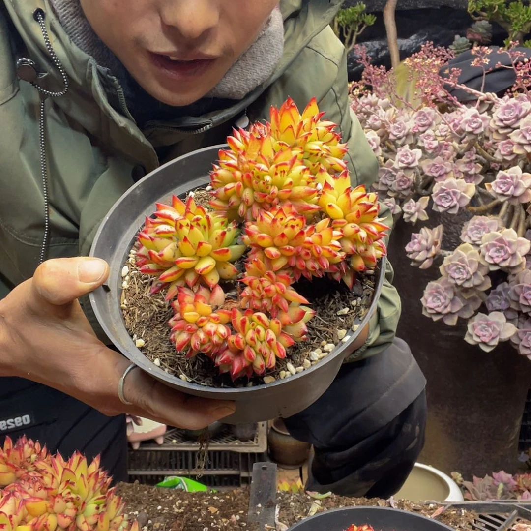 白月光多肉冬云缀化6651