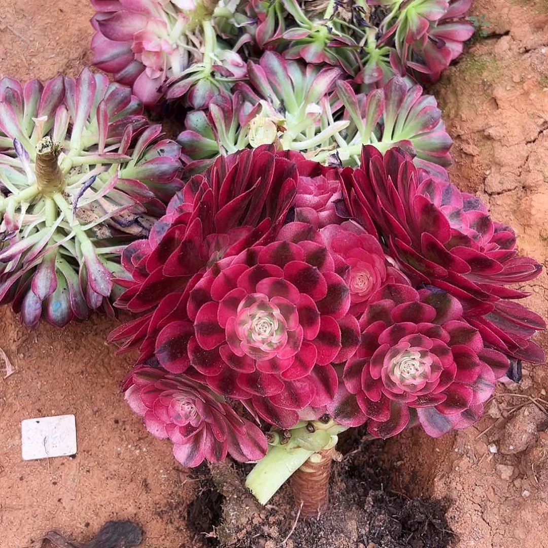 全部花朵潜***手精品多肉植物海王荔枝