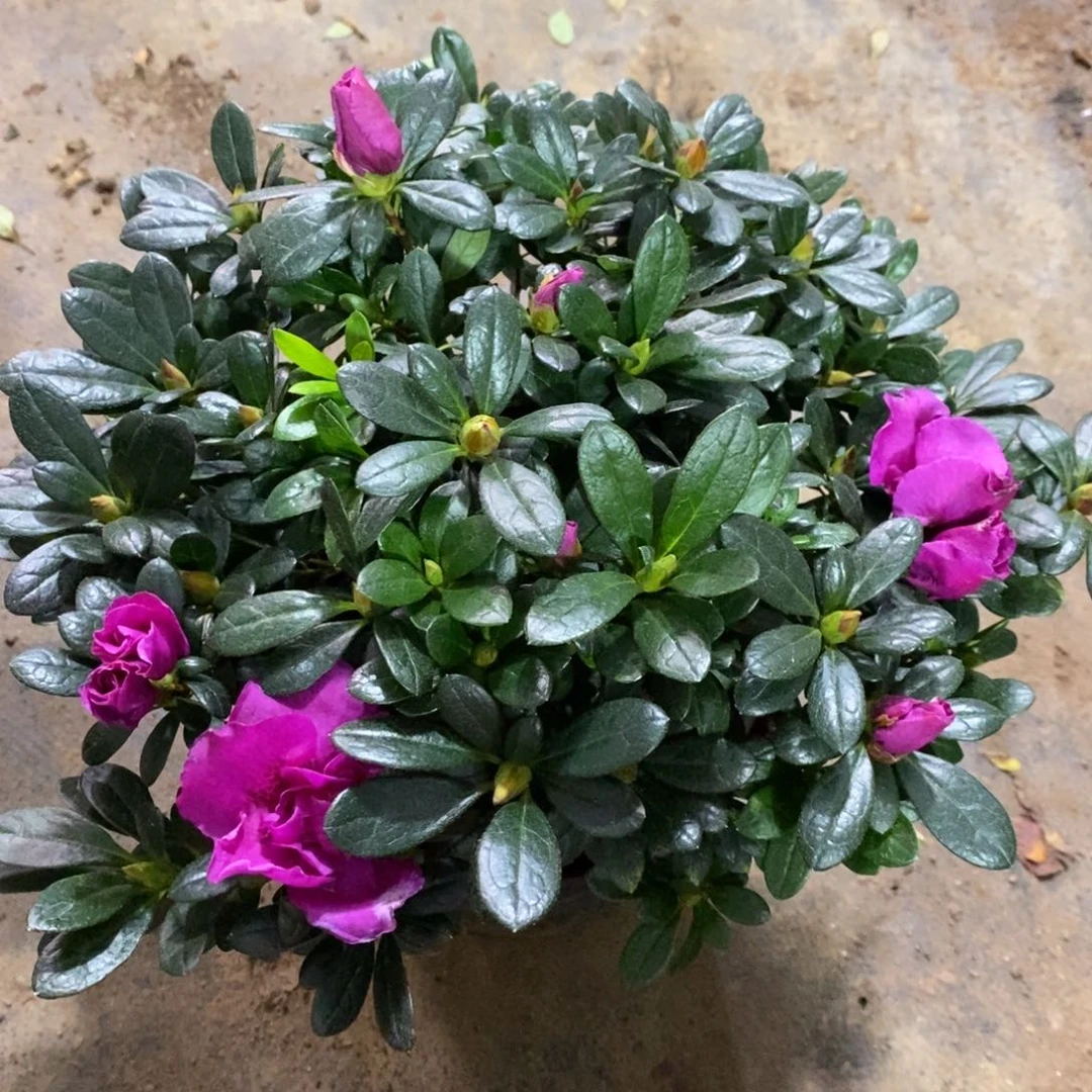 完全开放000000000