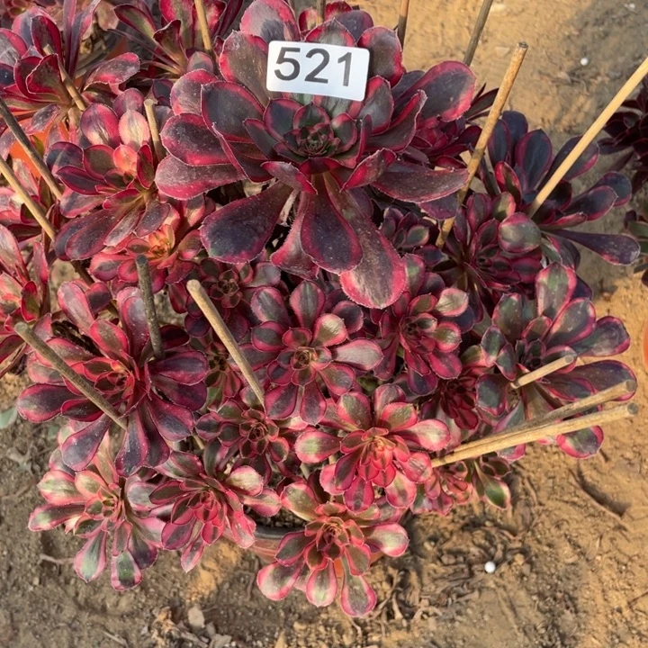 完全开放521多肉植物香奶 奶