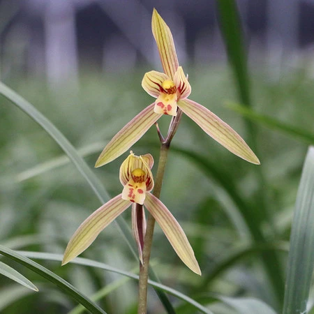 春剑【春丽】春兰名品 花香浓郁 勤花勤芽 好养易活