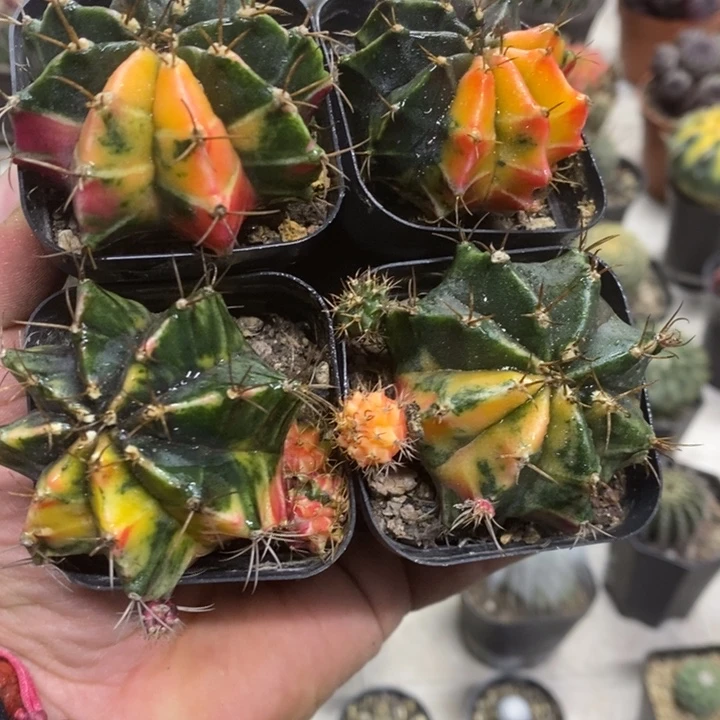 实生牡丹锦四颗特价