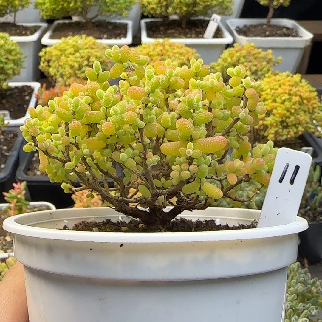 金桔糖球一物一拍