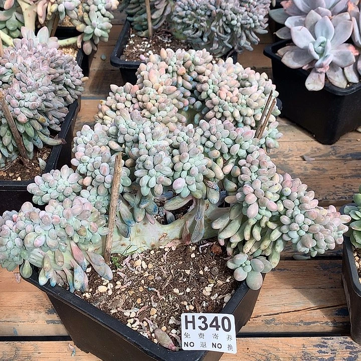 汤圆缀化 非偏远38包邮 节后发
