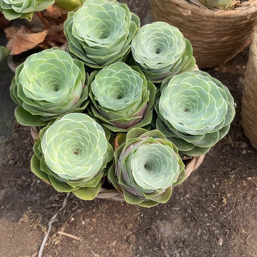 山地玫瑰7颗红单头带篮子