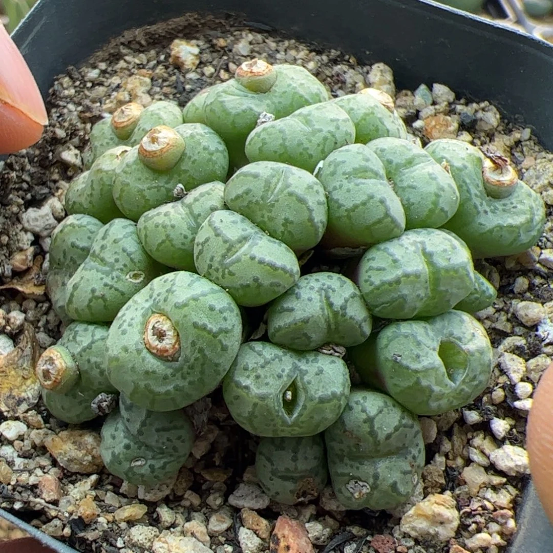 大家过年好22844