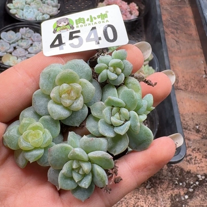 月***凉多肉植物多肉植物
