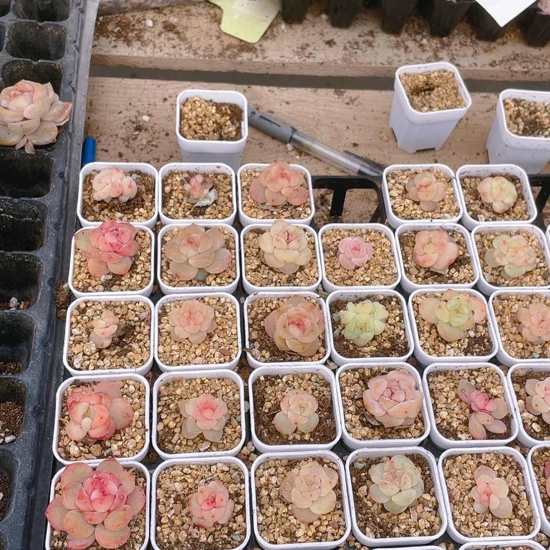 桃坞穴一个满25包邮