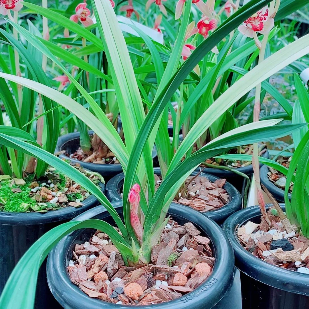 太***极全部花苞一物一拍漂亮开花