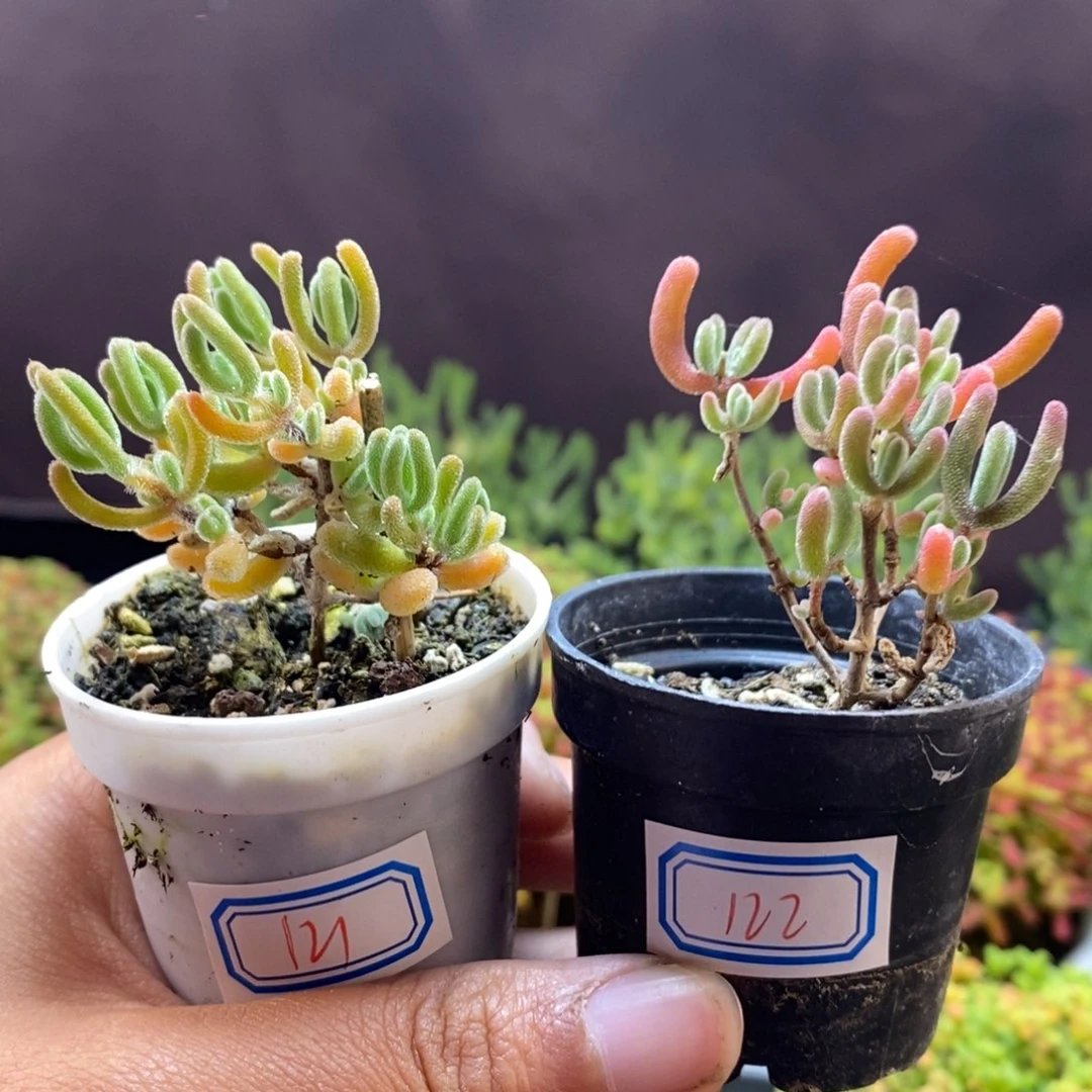 无花朵122号实生橙叶122号实生红叶