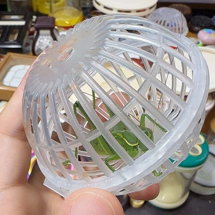 金***钟斗金山蝈蝈一条baoyou
