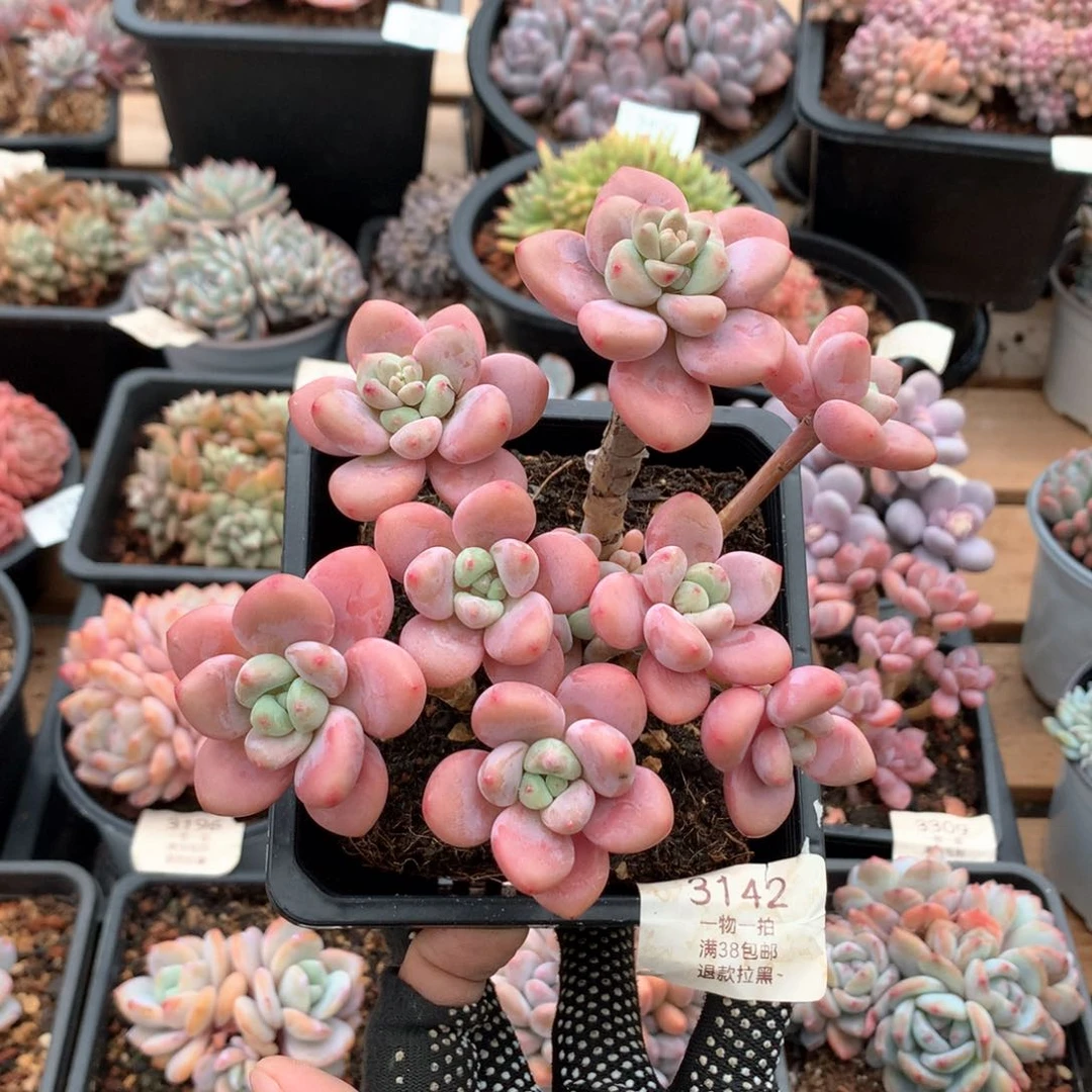 14厘米九头香水洛神多肉3142