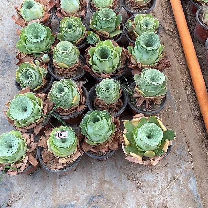 无花朵默*啊20颗玫瑰16号
