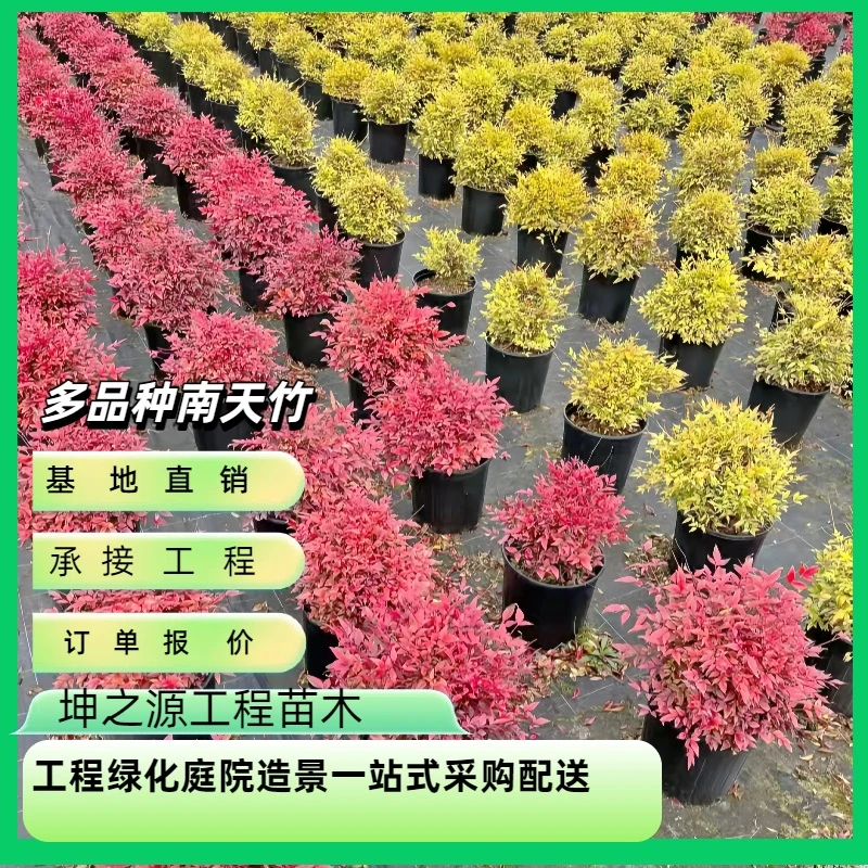 南天竹树苗火焰南天竹红天竹苗火焰红叶植物观叶庭院耐寒绿化苗木