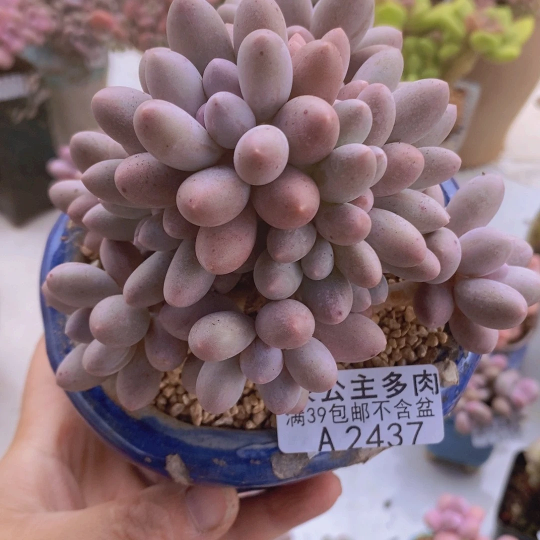 汤圆9cm2437多肉植物