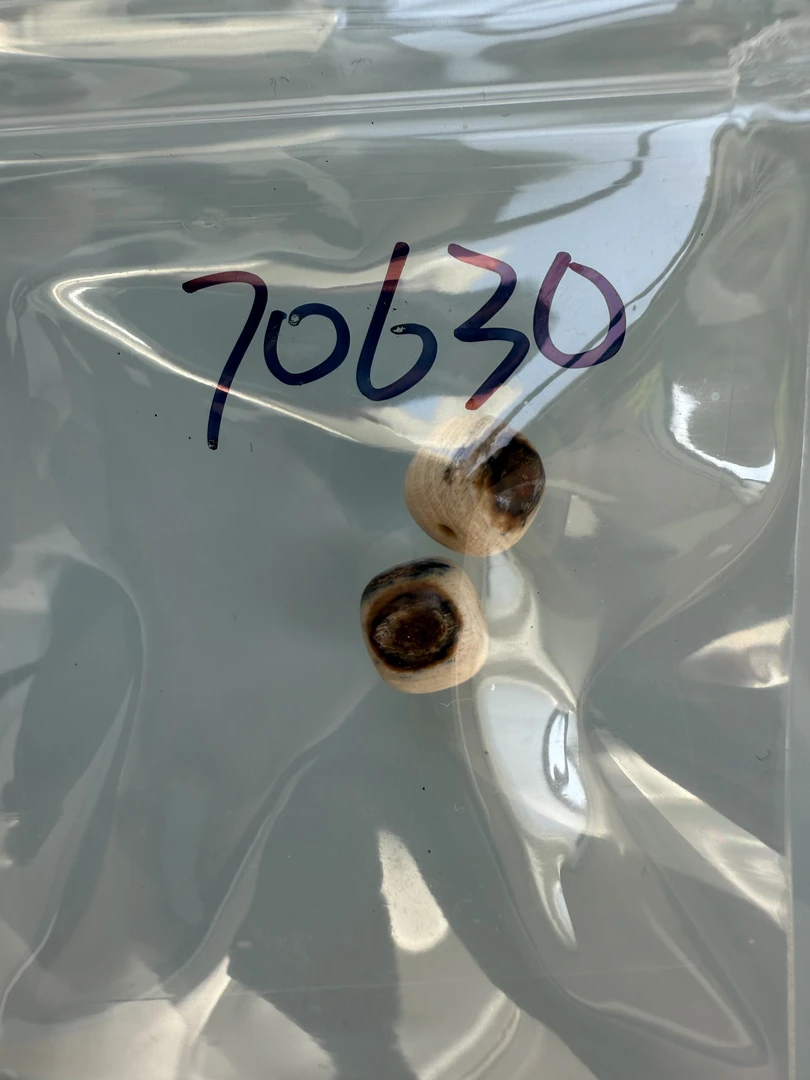 70630天然猛犸牙对珠瑕疵配饰介意勿拍