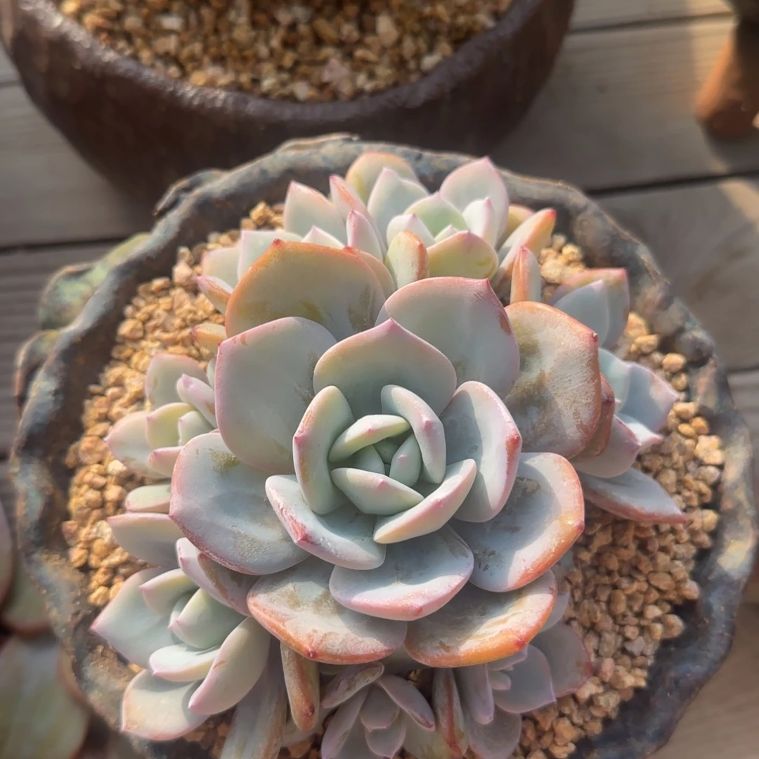 蹦***～手捧奶茶一物一拍