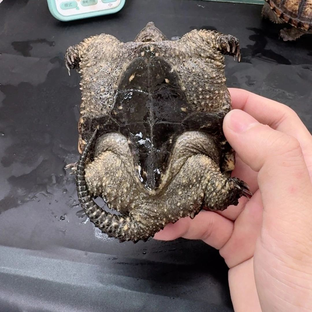 宠物龟不分公母111