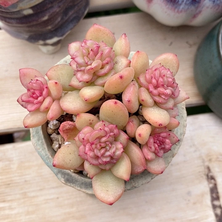 苹果花 韩货精品