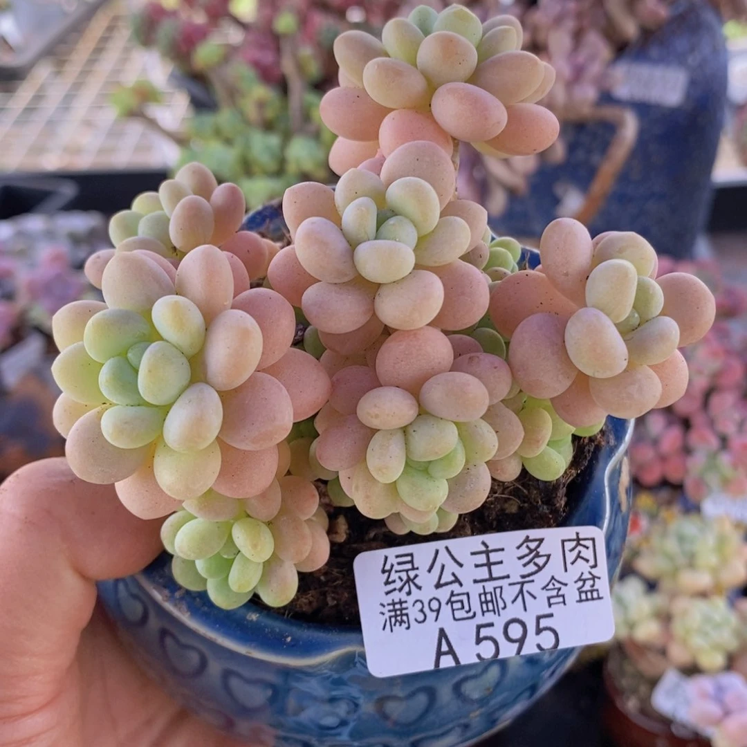 洛可可8cm595多肉植物