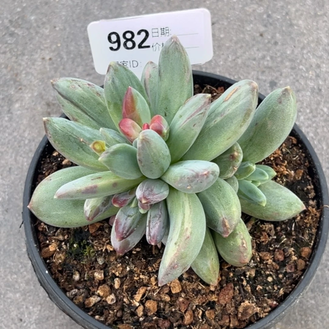 毛***雨卡布奇诺多肉植物982