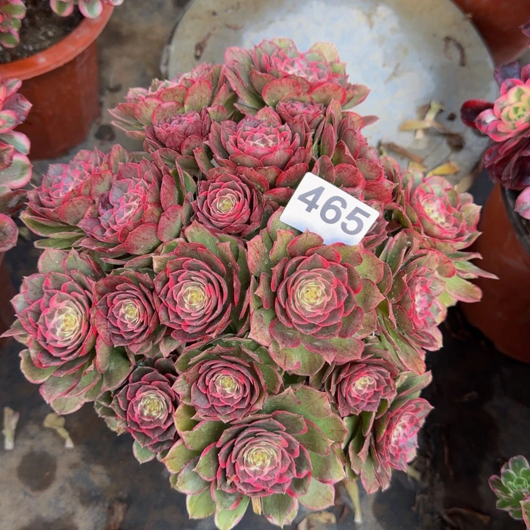 霞****8粉花妖465