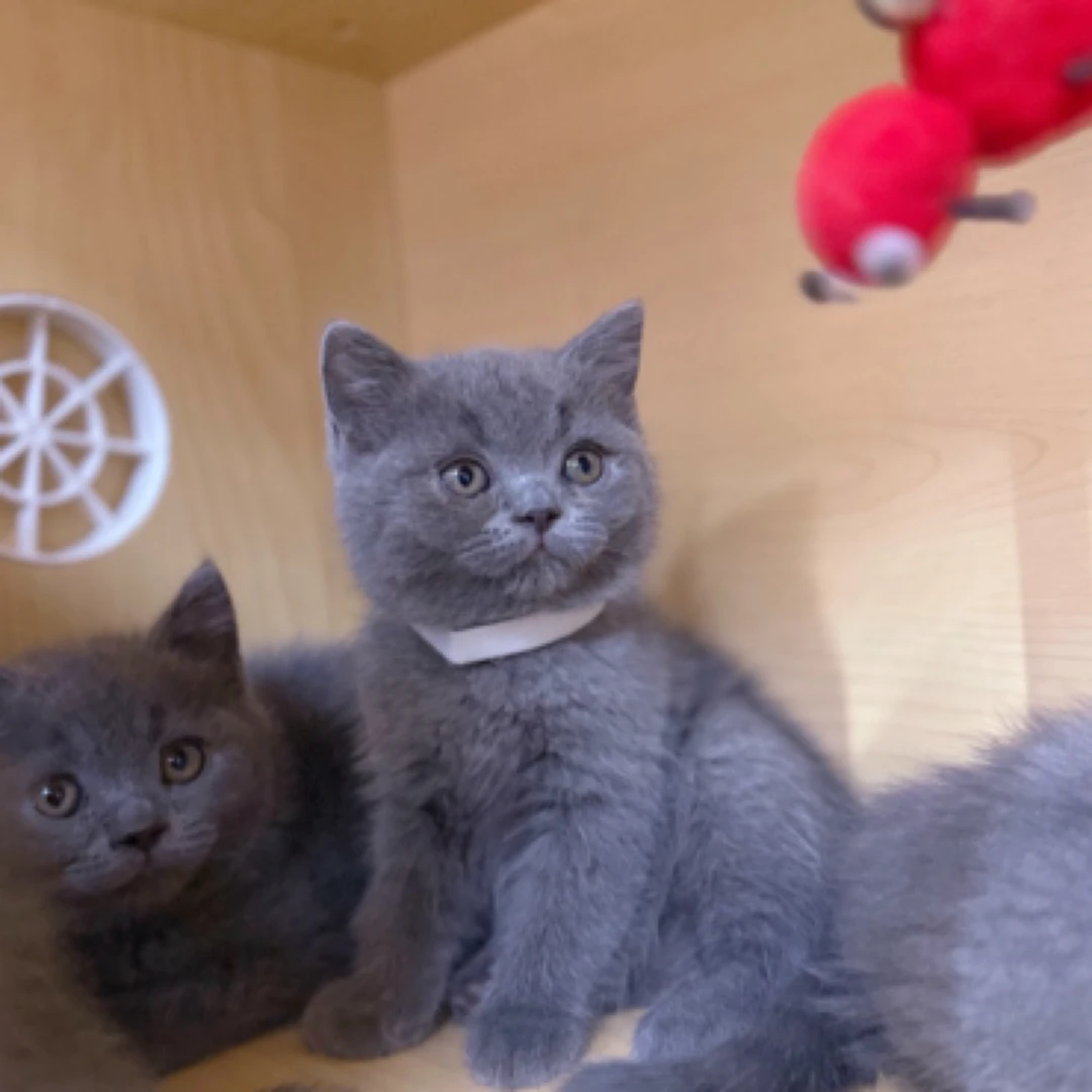 英短蓝猫正常脚弟弟妹妹都有