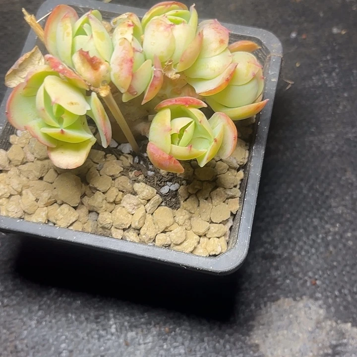 *****多肉植物碧桃朵朵