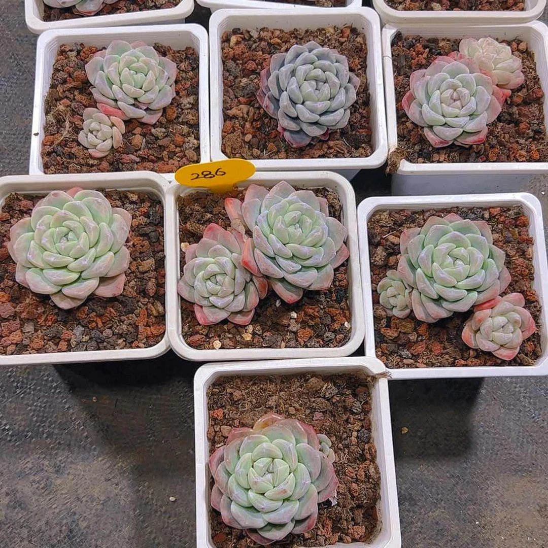 桃****人冰玉286号（不包整）