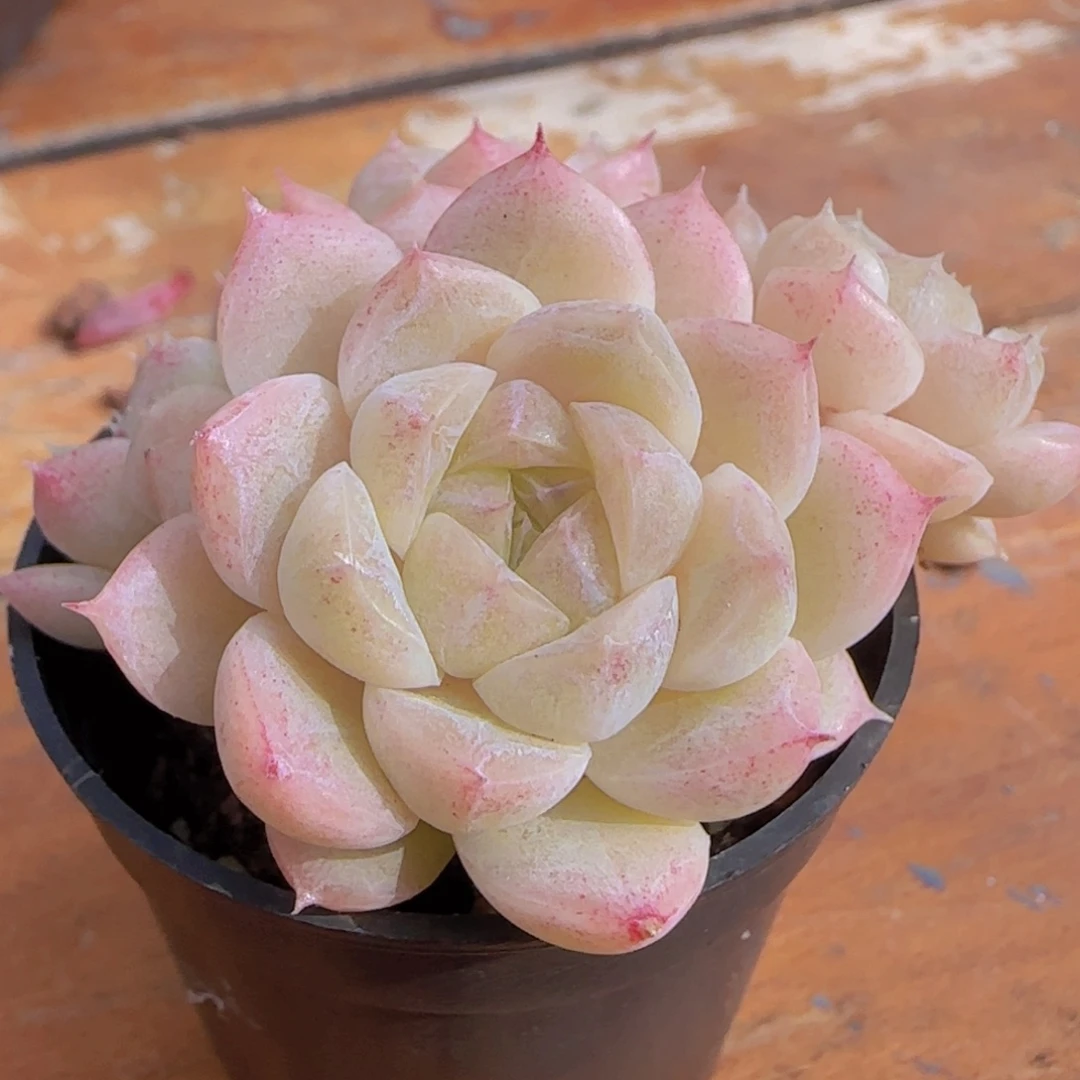 刚***ঞ珍妮麦秆一颗精控优选