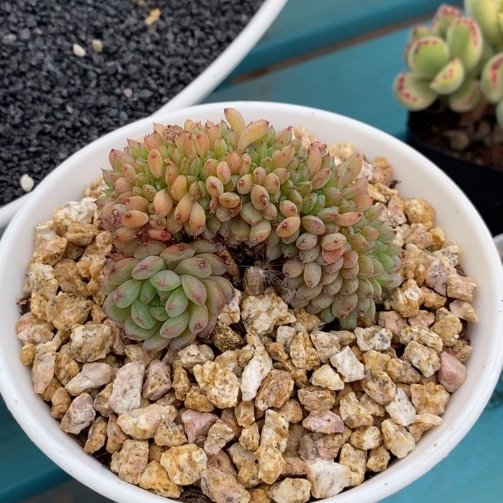 芯***悦白胖子缀化旺财旺财