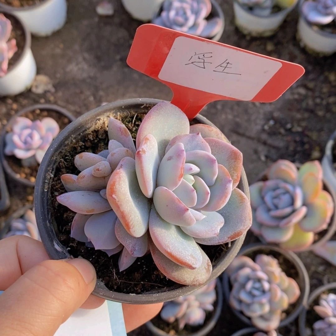 浮****T多肉植物1112111111