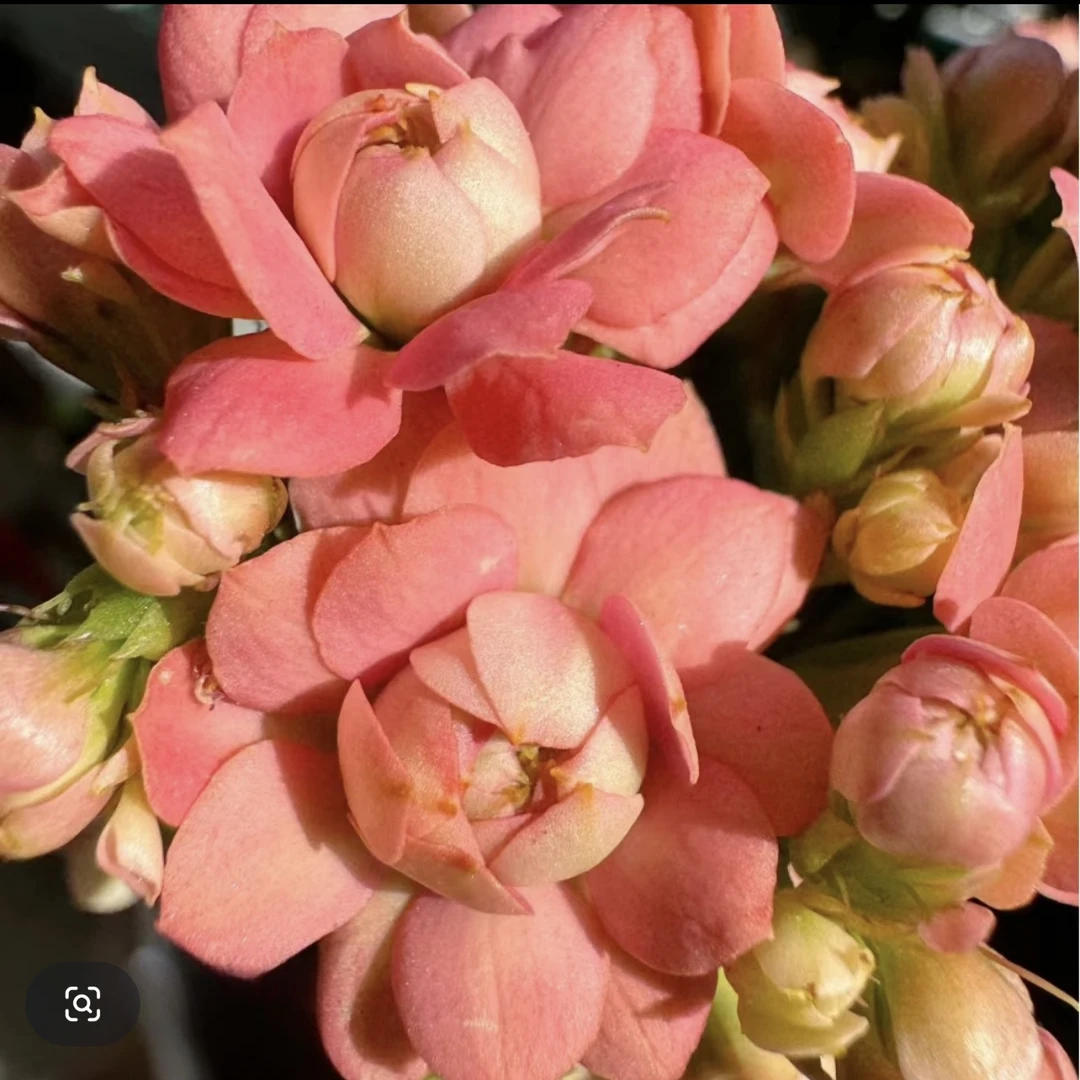 长寿花园～【葵花宝典】稀有品种