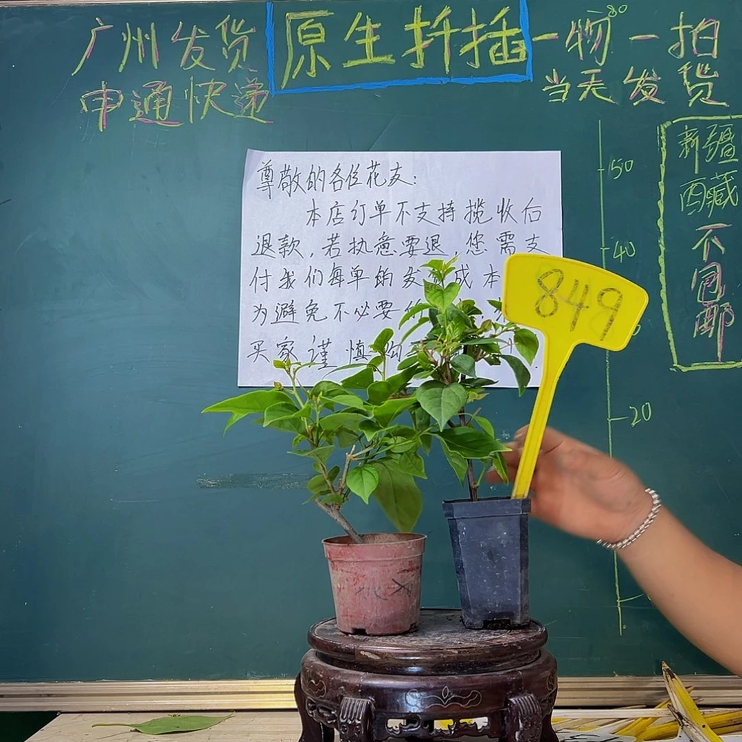 当前无花栽培后可以开花漳红樱掌中宝 口红掌中宝849