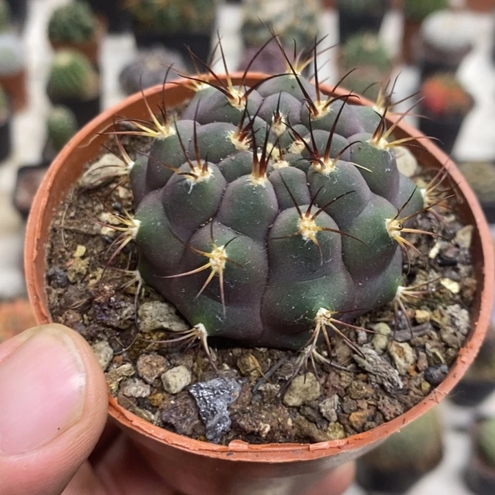 实生紫皮天子玉特价