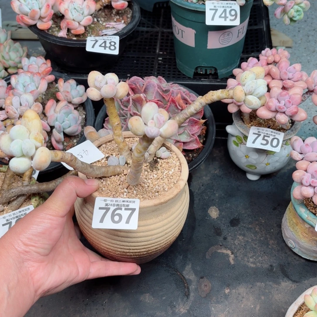 蛋黄奶老桩无盆土发货