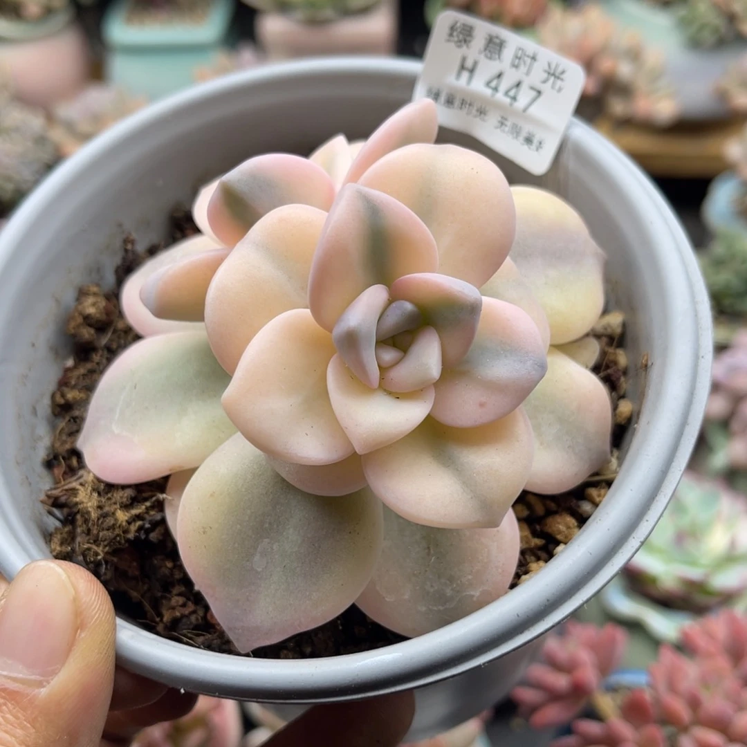 シ****?447 带陶瓷盆发货 满28包邮