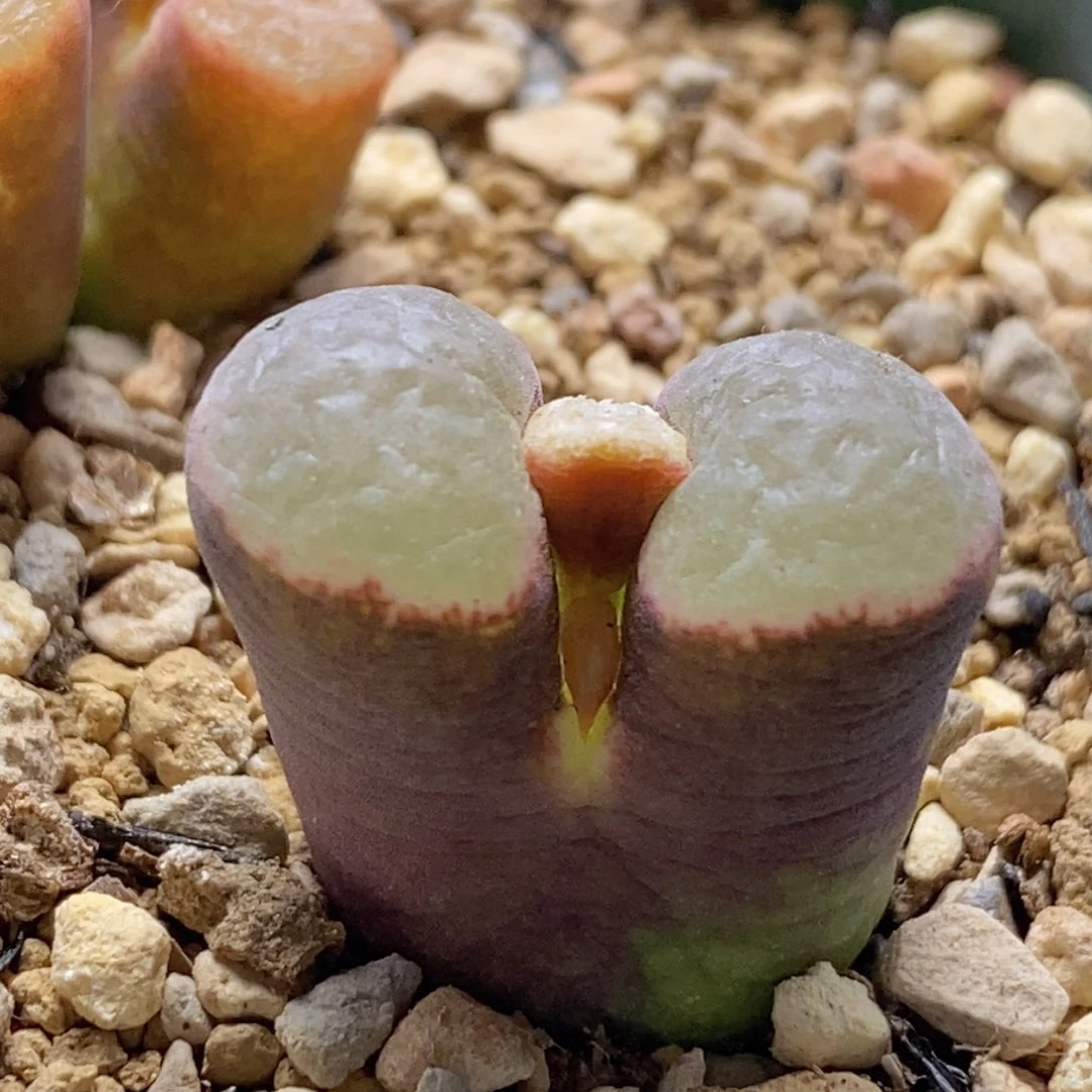 好看好看的克里普兰citie